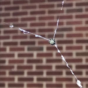 Meet your Posher, Cass